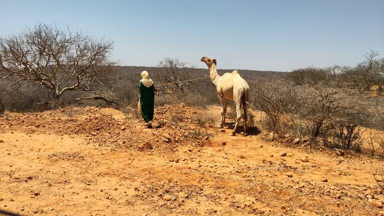 Eine Frau führt ein Kamel durch die trockene Landschaft Kenias