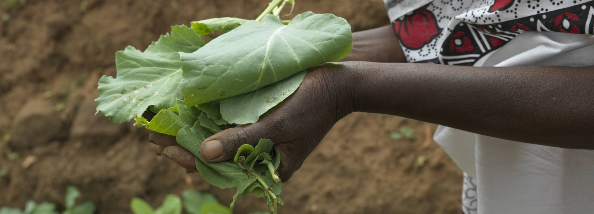 Eine Frau aus Kenia hält grüne Salatblätter in der Hand.