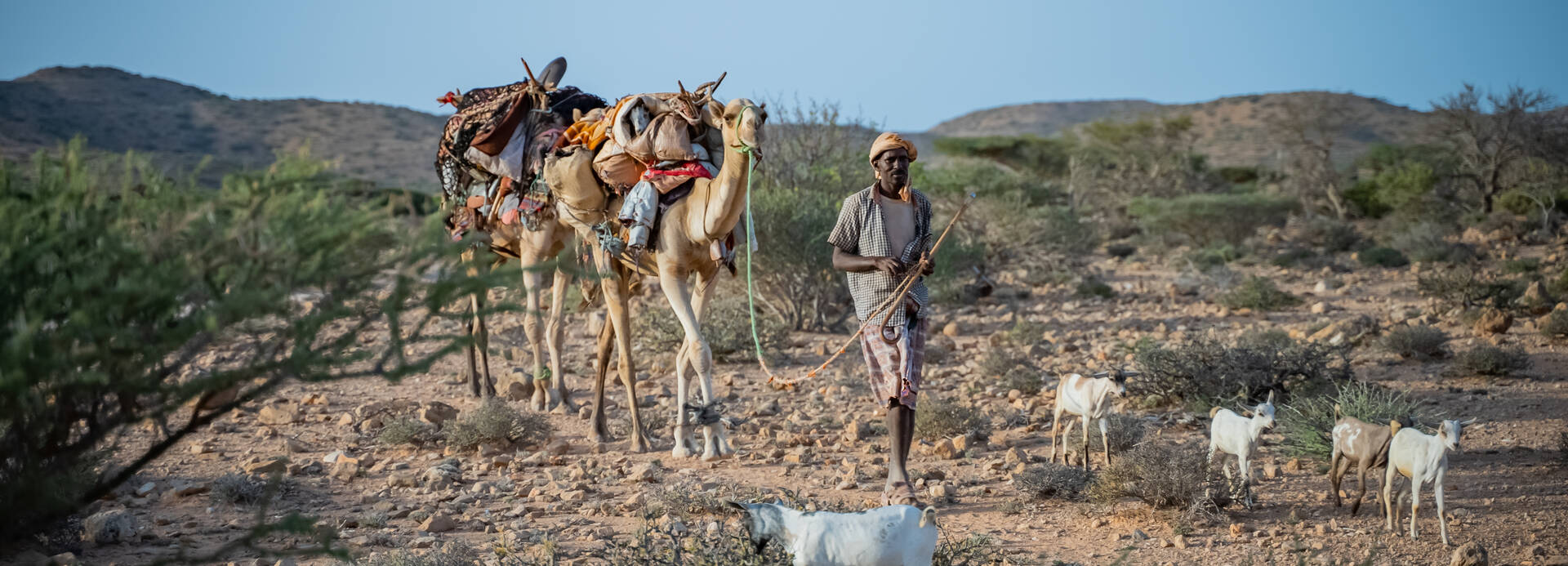 Ein Hirte in Somalia mit einem bepackten Kamel an der Hand führt seine Ziegenherde durch die vertrocknete Landschaft.