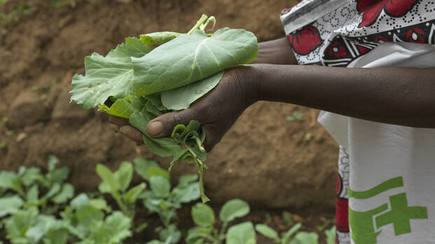 Eine Frau aus Kenia hält grüne Salatblätter in der Hand.