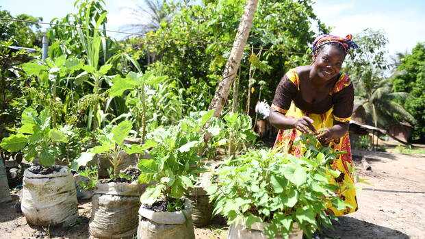 Eine Frau aus Liberia beim Pflegen ihrer Pflanzen für den Gemeindegarten.