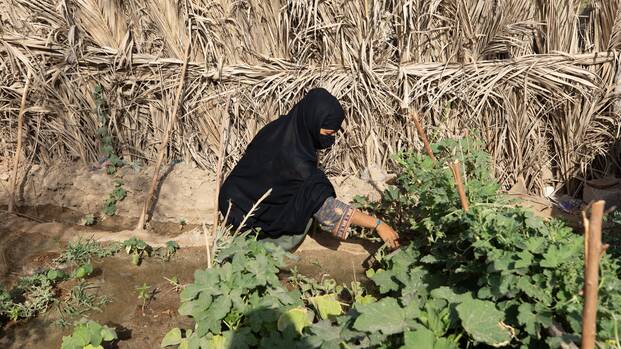 Feroza aus einem Dorf in Sindh, Pakistan, pflanzt Weizen- und Gemüsesamen an, damit ihre Familie sich selbst versorgen kann.