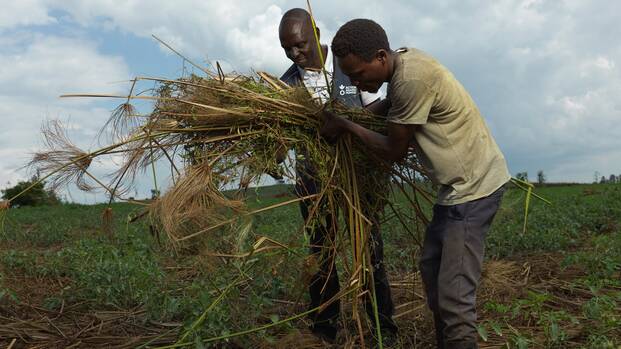 Ein Mitarbeiter von Aktion gegen den Hunger und ein Programmteilnehmer aus Uganda bedecken Ackerboden mit Mulch.